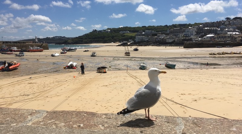 Seagulls at St Ives, Cornwall.
Motorhome holiday road trip.