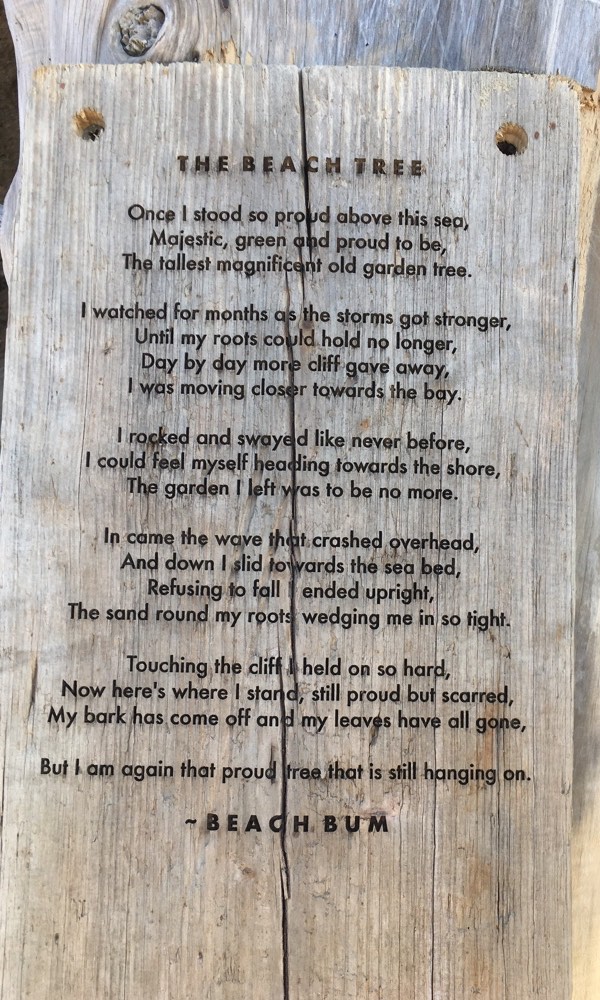 A poem about the Beach Tree at Praa Sands is located half way between the towns of Penzance and Helston Cornwall